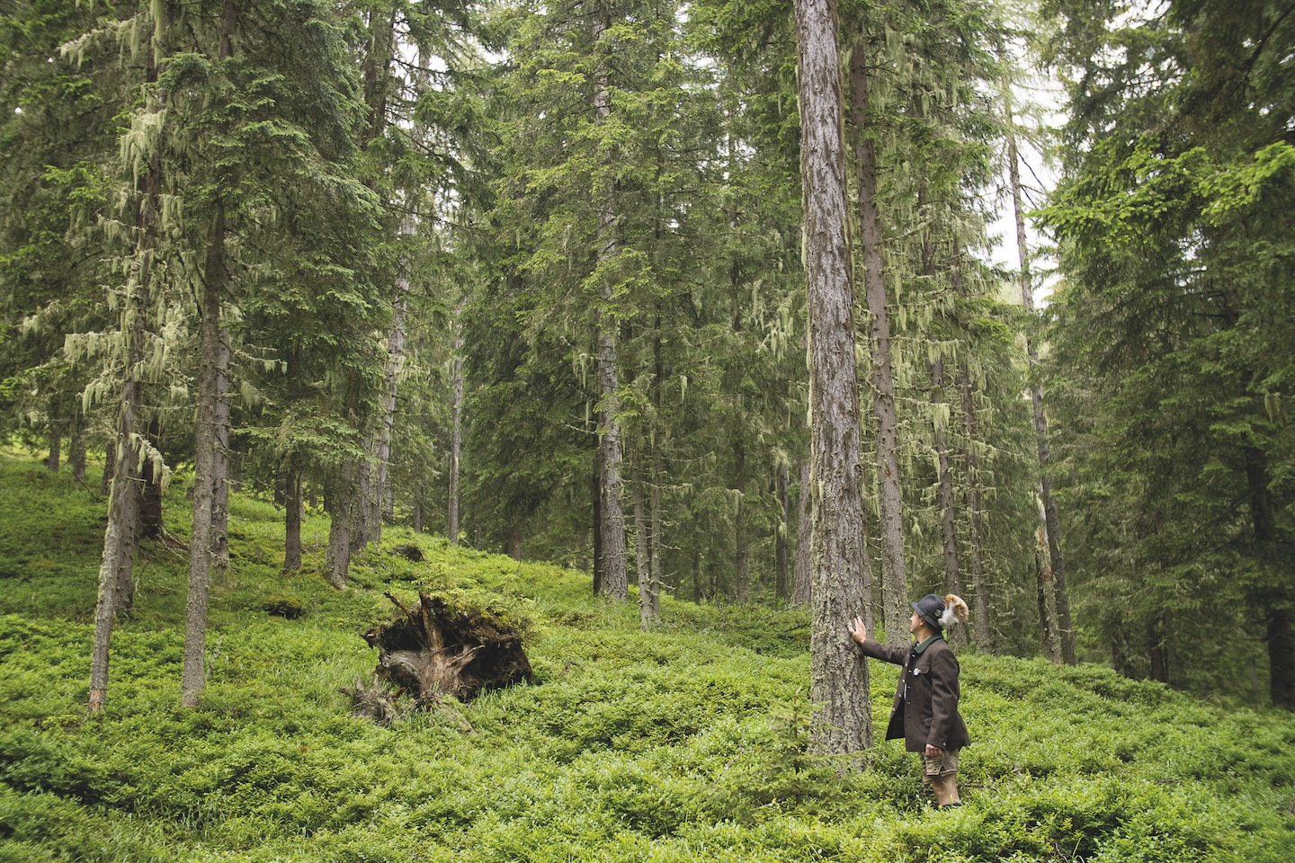 Watch out: Forest change