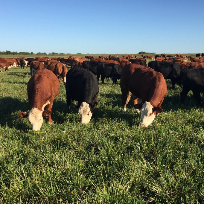 Parelmo Liechtenstein Group