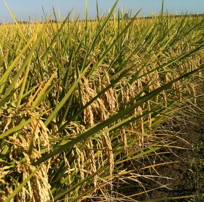 RiceTec